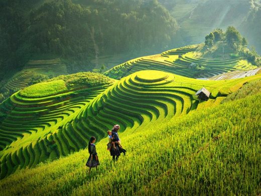 Hành Trình 1 Ngày Tại Mộc Châu Với Lịch Trình Ưa Chuộng 2025