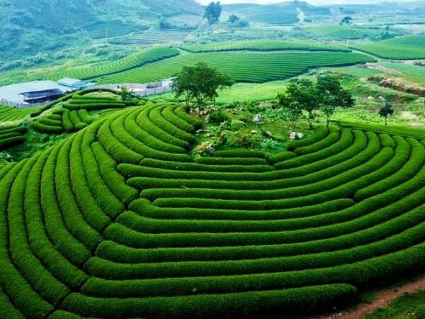Top 5 Địa Điểm Lưu Trú Không Nên Bỏ Qua Khi Đến Du Lịch Mộc Châu