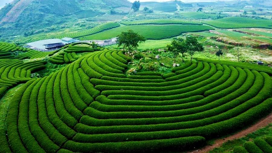 Top 5 Địa Điểm Lưu Trú Không Nên Bỏ Qua Khi Đến Du Lịch Mộc Châu