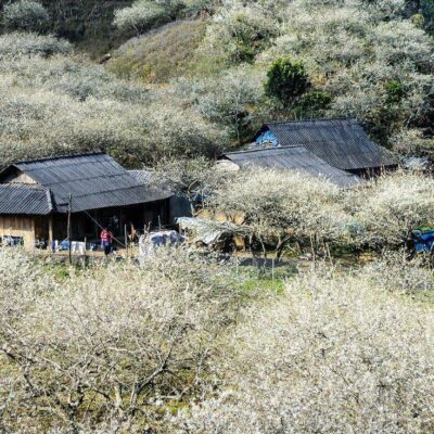 Kinh Nghiệm Di Chuyển Đến Du Lịch Mộc Châu