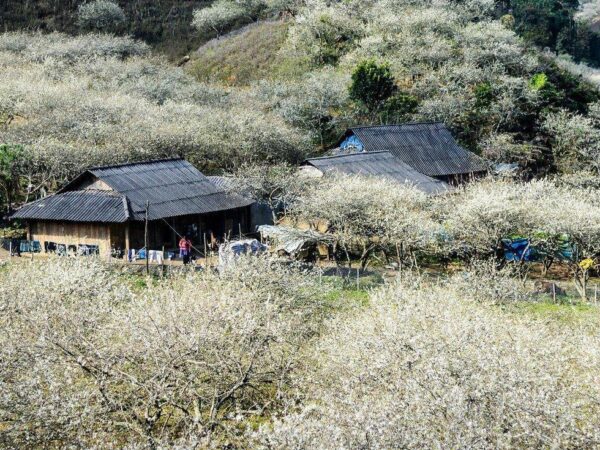 Kinh Nghiệm Di Chuyển Đến Du Lịch Mộc Châu