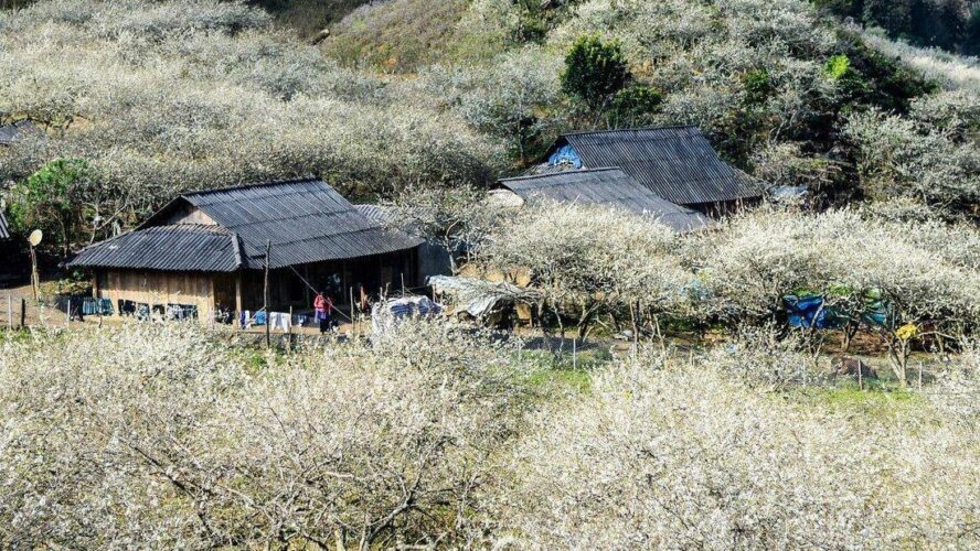 Kinh Nghiệm Di Chuyển Đến Du Lịch Mộc Châu