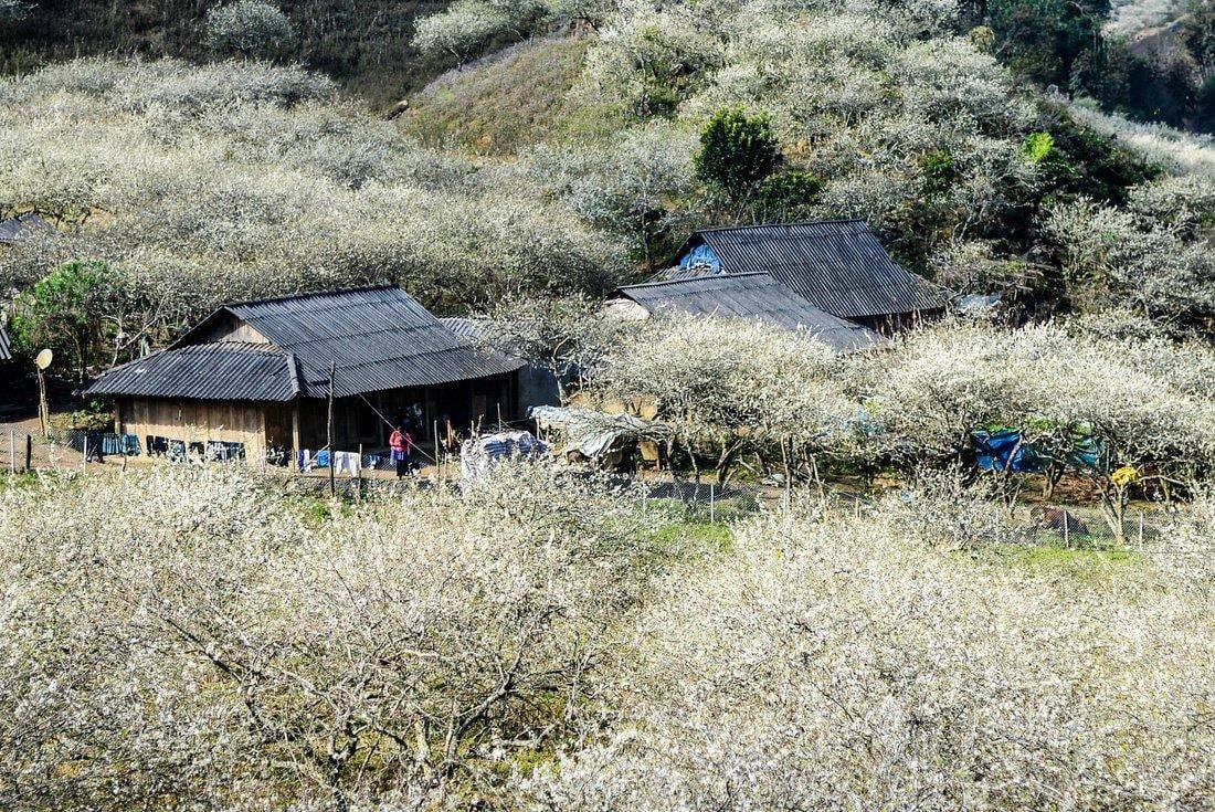 Kinh Nghiệm Di Chuyển Đến Du Lịch Mộc Châu