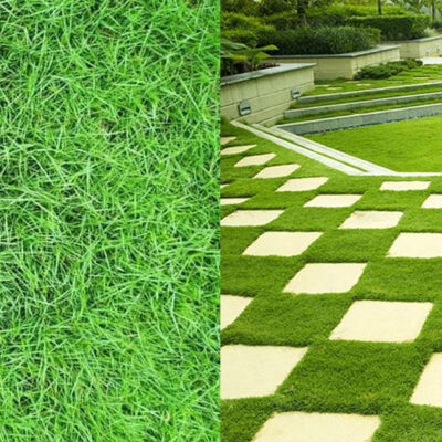 Dịch Vụ Chăm Sóc Cỏ Nhung Nhật Tại Bình Dương