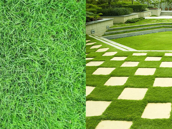 Dịch Vụ Chăm Sóc Cỏ Nhung Nhật Tại Bình Dương