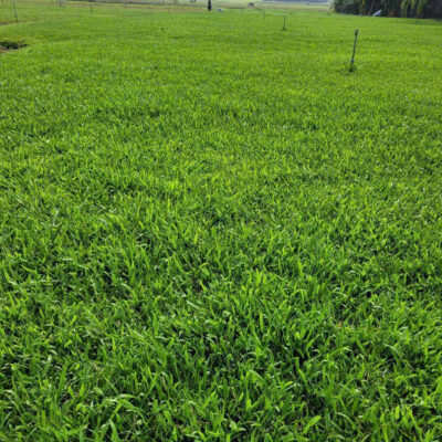 Cách chăm sóc cỏ lá gừng ta (cỏ lá gừng thường, cỏ lá tre) xanh mướt quanh năm