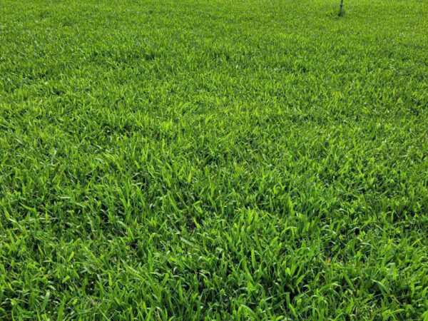 Cách chăm sóc cỏ lá gừng ta (cỏ lá gừng thường, cỏ lá tre) xanh mướt quanh năm