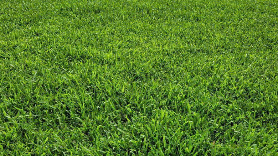 Cách chăm sóc cỏ lá gừng ta (cỏ lá gừng thường, cỏ lá tre) xanh mướt quanh năm