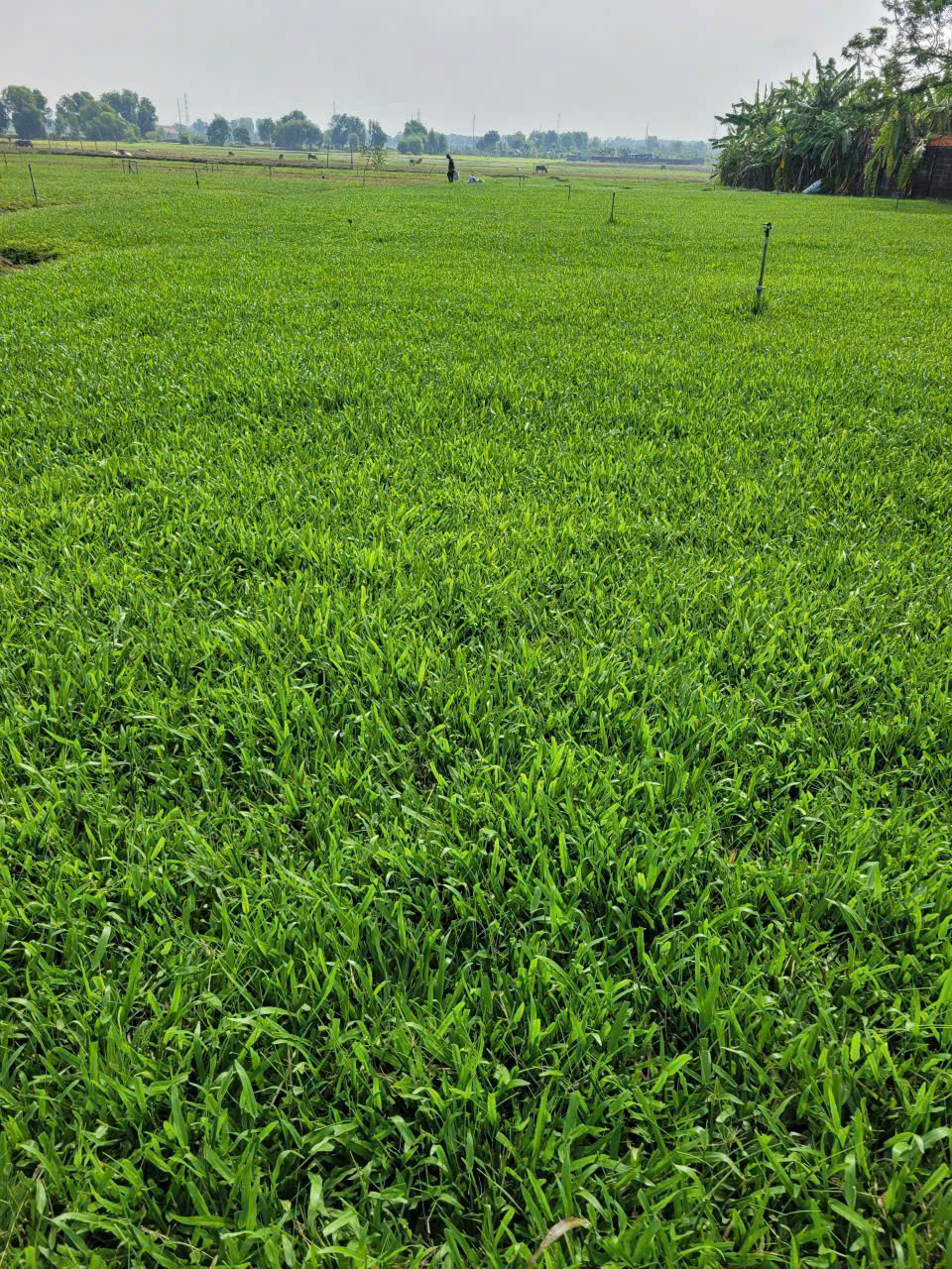 Cách chăm sóc cỏ lá gừng ta (cỏ lá gừng thường, cỏ lá tre) xanh mướt quanh năm