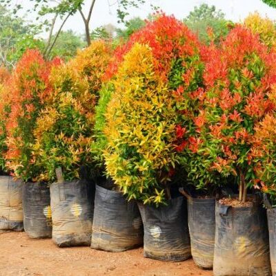 Cách Chăm Sóc Cây Hồng Lộc Đúng Kỹ Thuật – Giữ Lá Đỏ Rực