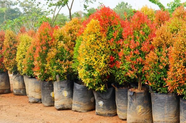 Cách Chăm Sóc Cây Hồng Lộc Đúng Kỹ Thuật – Giữ Lá Đỏ Rực