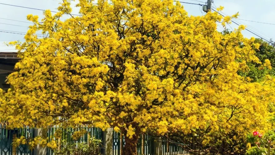 5 Sai Lầm Khi Chăm Mai Khiến Hoa Nở Sớm Hoặc Muộn