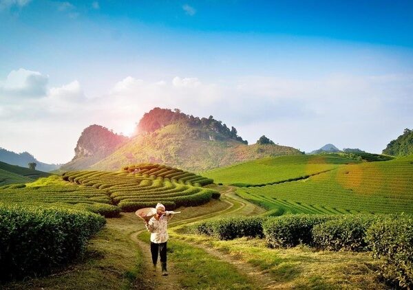 Tất Tần Tật Kinh Nghiệm Du Lịch Trải Nghiệm Mộc Châu 2 Ngày 1 Đêm