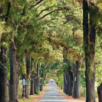 Bí Quyết Tổ Chức Team Building Hiệu Quả Trong Chuyến Đi Măng Đen 3 Ngày 2 Đêm