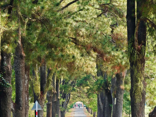 Bí Quyết Tổ Chức Team Building Hiệu Quả Trong Chuyến Đi Măng Đen 3 Ngày 2 Đêm