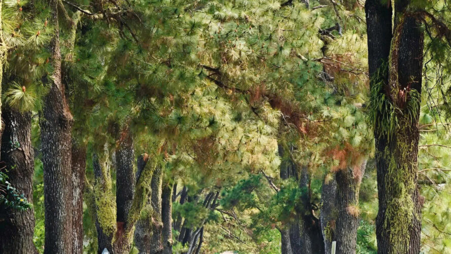 Bí Quyết Tổ Chức Team Building Hiệu Quả Trong Chuyến Đi Măng Đen 3 Ngày 2 Đêm