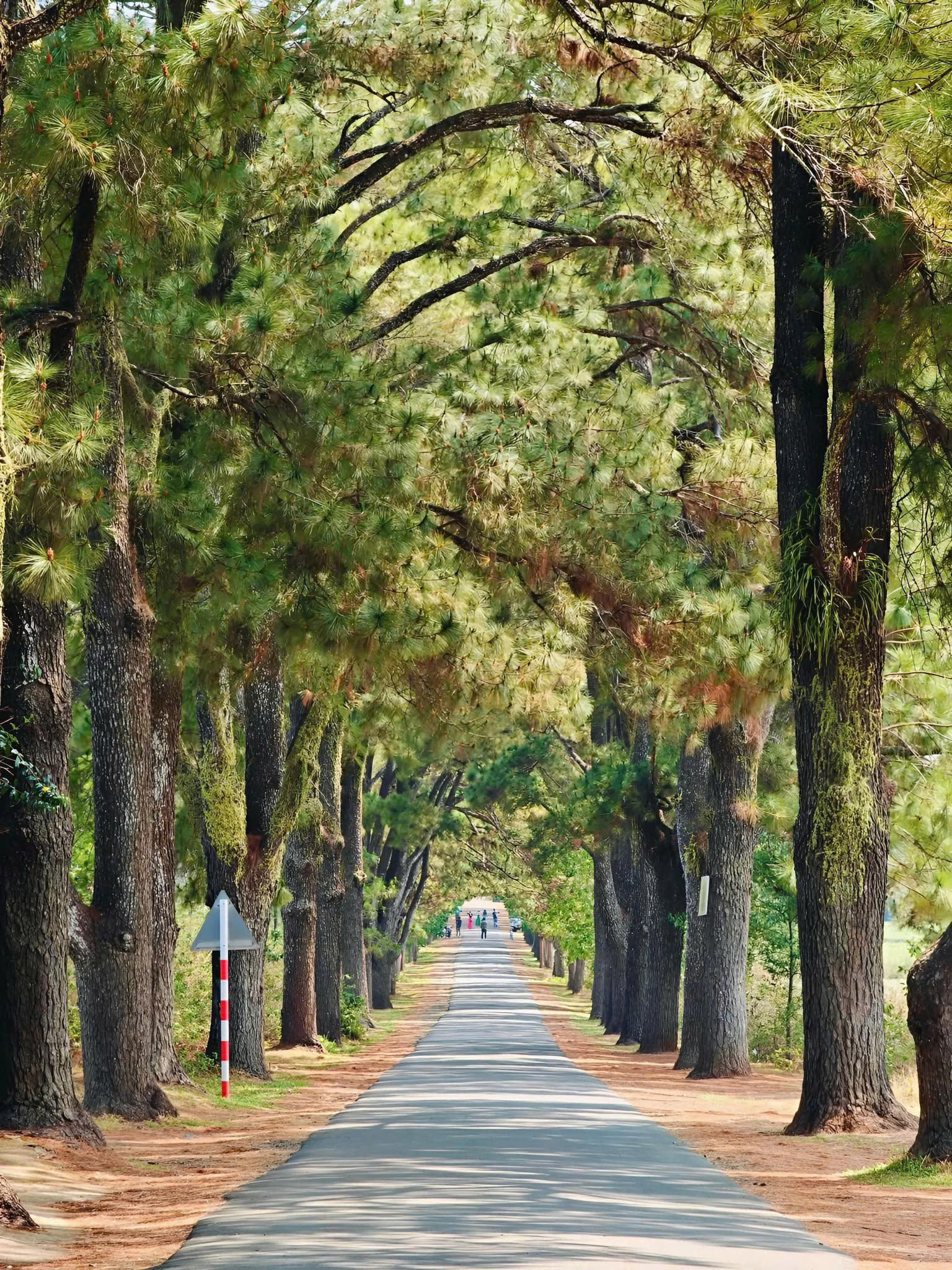 Bí Quyết Tổ Chức Team Building Hiệu Quả Trong Chuyến Đi Măng Đen 3 Ngày 2 Đêm